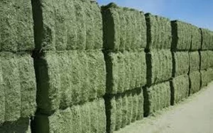 100% Alfalfa Hay Animal Feed