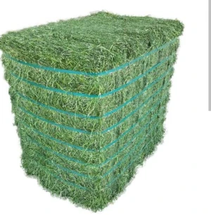 Alfalfa hay