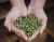 Import Alfalfa hay from Poland