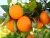 Import Valencia orange from Egypt