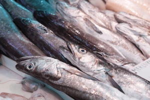 Frozen/Fresh Hake Fish