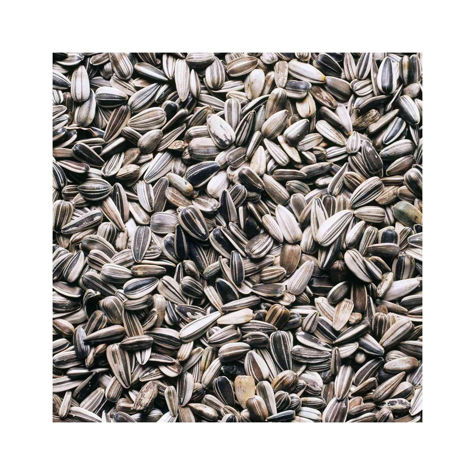 Buy Export Quality Sunflower Seeds Fast Delivery from Afrivet Trading ...