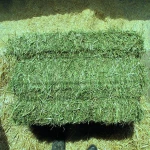 Best Grade Alfalfa Hay Bales Cattle Horses Feed Alfalfa Hay Price Alfalfa Hay Exporters for Sale