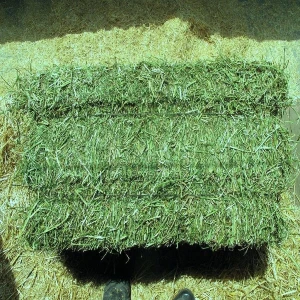 Best Grade Alfalfa Hay Bales Cattle Horses Feed Alfalfa Hay Price Alfalfa Hay Exporters for Sale