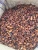 Import COCOA BEAN from Nigeria