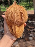 Good quality coconut