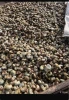 Grade 1 Raw Cashew Nuts In Shell - Ghana Origin - 48-52 LBS Outturn - Sun Dried