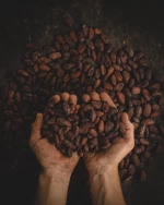 Cocoa Beans and Cocoa Powder