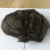 Import 100% Human Hair Wigs Indian Virgin Remy Cuticle Aligned Men Human Hair Toupee from China