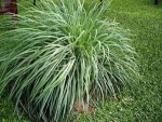 100% lemongrass fragrance oil