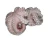 Import 100% Pure Frozen Baby Octopus Frozen Whole Cleaned Baby Octopus supplier at cheap price from Brazil