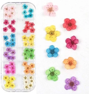 3D Nail Art Sticker Decals, 24 Colors Real Natural Small Pressed Dried Flowers Nail Art