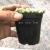 Import 7*7cm lithops seeding  wholesale live cactus nurseries succulent pink lithops plant succulent from China