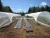 Import Agricultural Low Density Polyethylene UV Treated Plastic Sheeting Anti-Drip Greenhouse Plastic Film from China