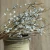Import Amazon Hot Sale Real Natural Plants Flower Gray Dried Eucalyptus Fruit for Flowers Bouquet from China