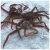 Import Angulyatus Snow Crab (Chionoecetec Angulatus) Alive from Russia