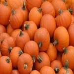 Best Quality Fresh Pumpkins