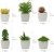 Import Best Quality Set of 6 Artificial Mini Succulent Potted Plant in Ceramic White Flower Pot Planter from China