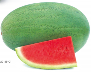 Big pearl planting watermelon hybrid seed for sale