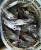 Import Blue Swimming Crab For Sale from China