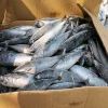 BQF Sea frozen Pacific mackerel fish