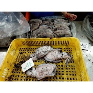 BQF Style Whole Round Cuttlefish Available for Buyers