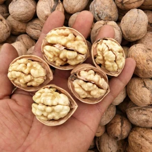 Bulk Top grade walnut Wholesale walnut product Walnut in Iran for sale