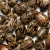 Import Castor Seeds from Pakistan