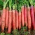Import Chinese fresh carrot new crop wholesale export from China