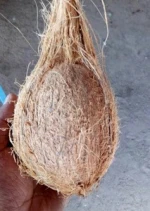Coconut Semi Husked