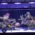 Import CTLite G4 150W led aquarium lamps led aquarium light for salt water coral fish tank Made in China for aquarium from China