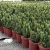 Import Decorative cactus bonsai Suitable For Drying Environment from China
