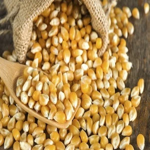 Direct Supply Yellow Corn & White Corn Maize for Human & Animal Feed