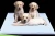 Import Disposable Biodegradable Pet Training Puppy Pad for Dog from China