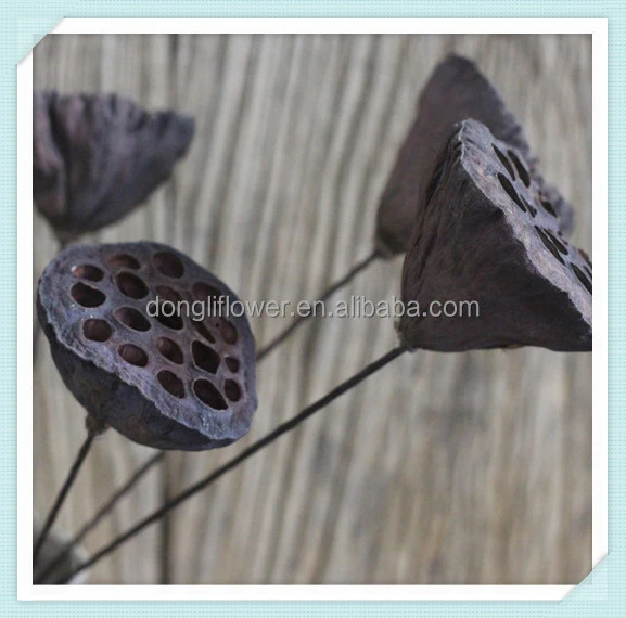 Dry Natural Lotus seed stalk With bending Metallic Stem