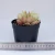 Import echeveria plants online shopping succulent  wholesale real succulents live plants natural from China