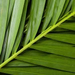 Export fresh cut flowers and grass plants from Kunming