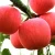Import Exporting Shandong Fresh Fuji apple from China