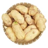Factory supply low price sale fresh vegetables best selling potato