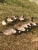 Import Foam Canadian resting goose decoy from China