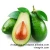 Import Fresh Avocados - Jason +84 979 004 967 from Vietnam