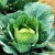 Import Fresh cabbage international market price from Thailand