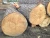 Import Fresh Cut Pine / SYP Logs, All Sizes, Regular Shipments from Spain