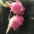 Import Fresh dragon fruit cheap price and best quality from Hong Thai farm from Vietnam