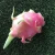 Import Fresh dragon fruit cheap price and best quality from Hong Thai farm from Vietnam