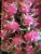 Import FRESH DRAGON FRUIT EXPORT STANDARD PRICE FOR SALE HIGH QUALITY WITH BEST PRICE FOR YOU from Vietnam