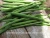 Import Fresh Drumsticks /Fresh Vegetables/Indian Moringa!!! from India