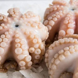 fresh live frozen octopus/ seafood baby octopus wholesale cheap price