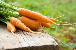 Fresh Organic Carrots Wholesale