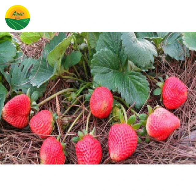 FRESH STRAWBERRY WITH COMPETITIVE PRICE